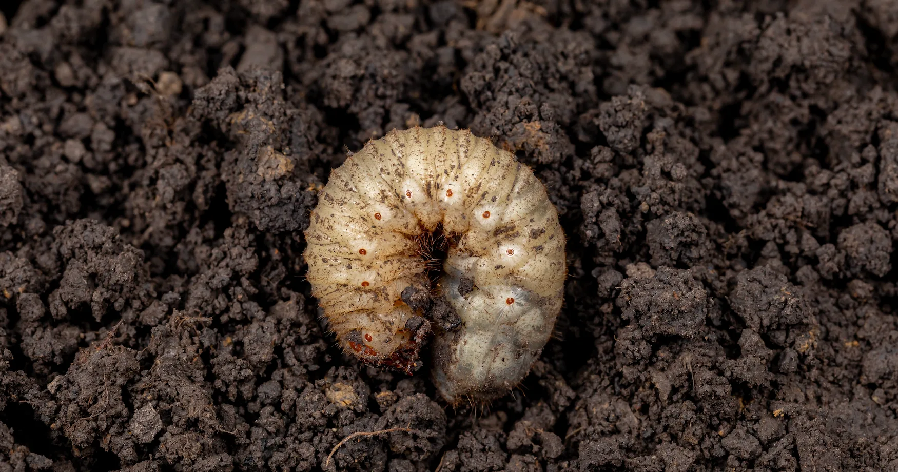 Lawn Insect Control